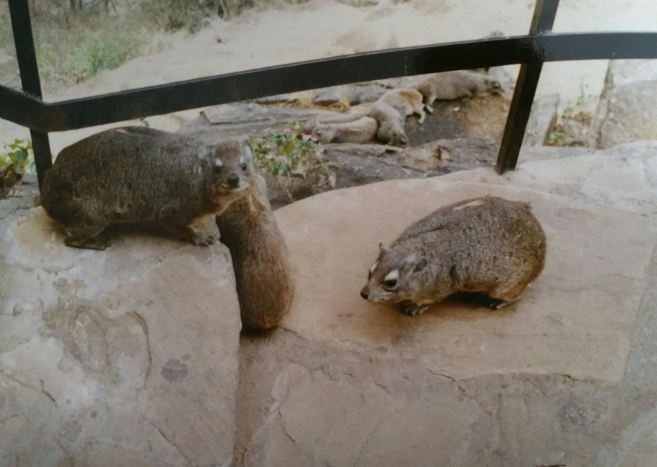 Wombats, die gab es dort überall, in der Safari Lodge.